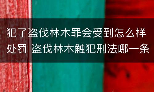 犯了盗伐林木罪会受到怎么样处罚 盗伐林木触犯刑法哪一条