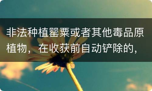 非法种植罂粟或者其他毒品原植物，在收获前自动铲除的，是否可以免除处罚