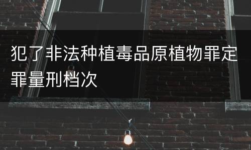 犯了非法种植毒品原植物罪定罪量刑档次