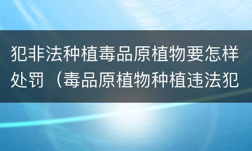 犯非法种植毒品原植物要怎样处罚（毒品原植物种植违法犯罪行为）