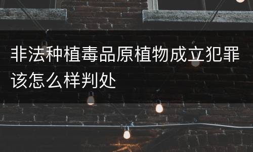 非法种植毒品原植物成立犯罪该怎么样判处