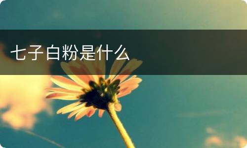 七子白粉是什么