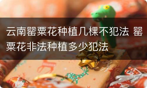 云南罂粟花种植几棵不犯法 罂粟花非法种植多少犯法