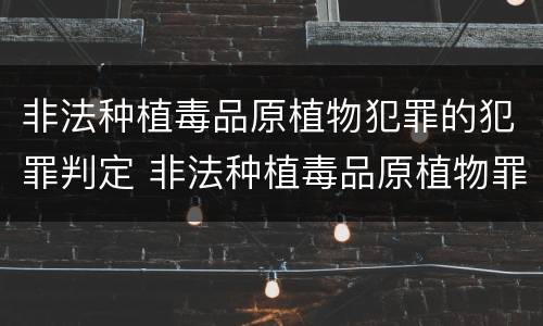 非法种植毒品原植物犯罪的犯罪判定 非法种植毒品原植物罪属于什么犯罪类型