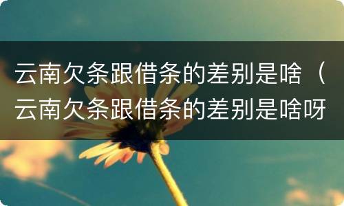云南欠条跟借条的差别是啥（云南欠条跟借条的差别是啥呀）